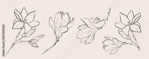 Hand drawn magnolia flowers collection, botanical line art floral sketches, elegant spring blossom vector elements