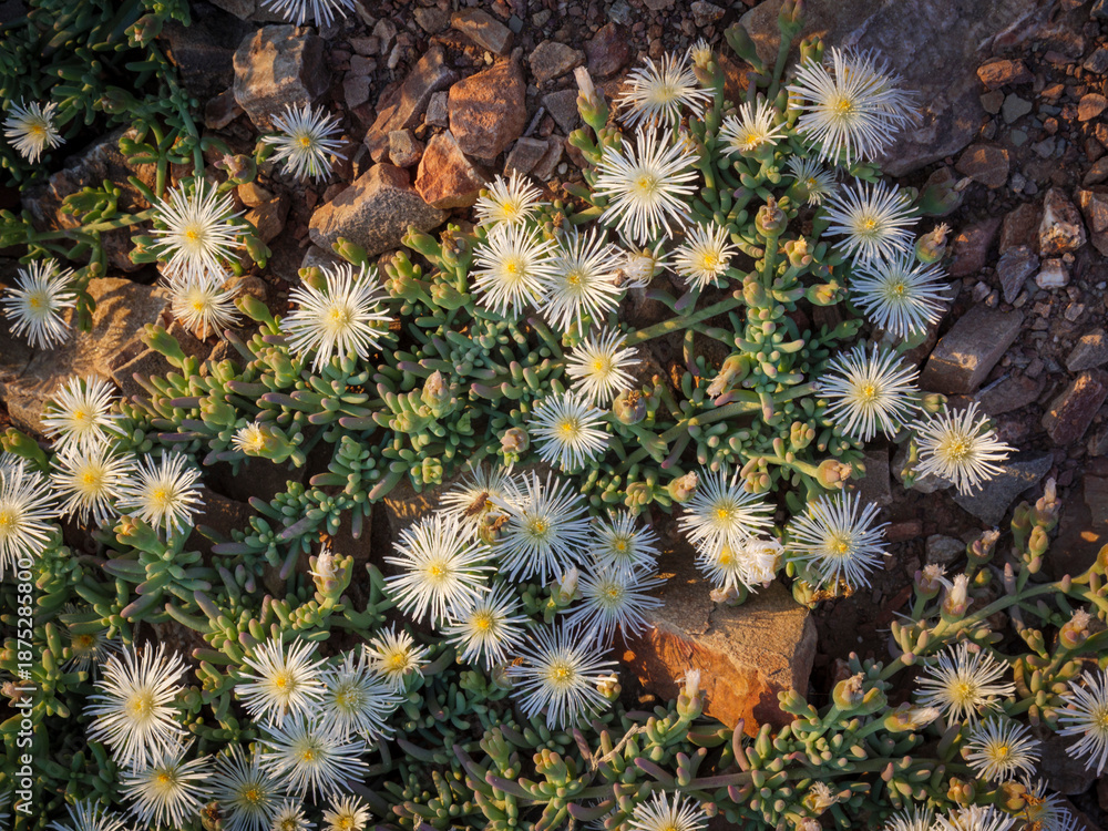 Fototapeta premium Vibrant wildflowers bloom in their natural habitat around Prince Albert, a charming Karoo town in South Africa’s Western Cape. A spring floral display in arid surrounds, ideal for travel stock.