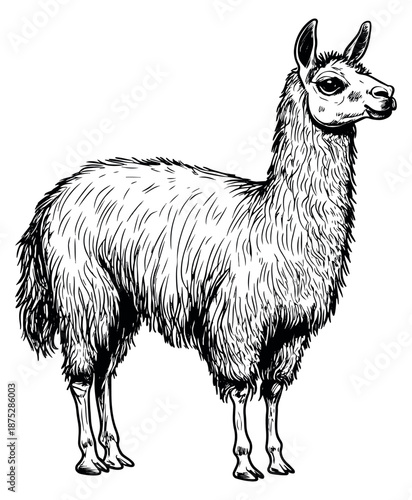 Hand drawn line art illustration of a llama depicting a standing pose for animal-themed designs