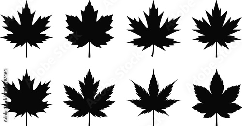 Maple Leaf Silhouette Botanical Collection