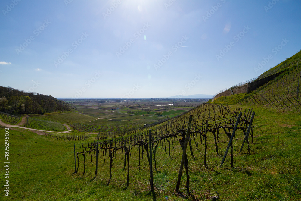 Fototapeta premium Weinberge Reben Frühling