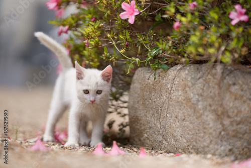 5月、すくすく育つ白い仔猫