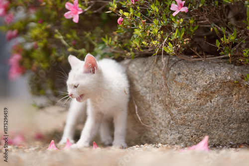 5月、すくすく育つ白い仔猫