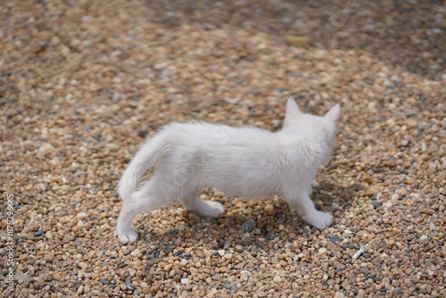 5月、すくすく育つ白い仔猫