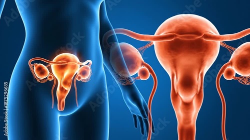 Wallpaper Mural Medical illustration of the female reproductive system on blue background Torontodigital.ca