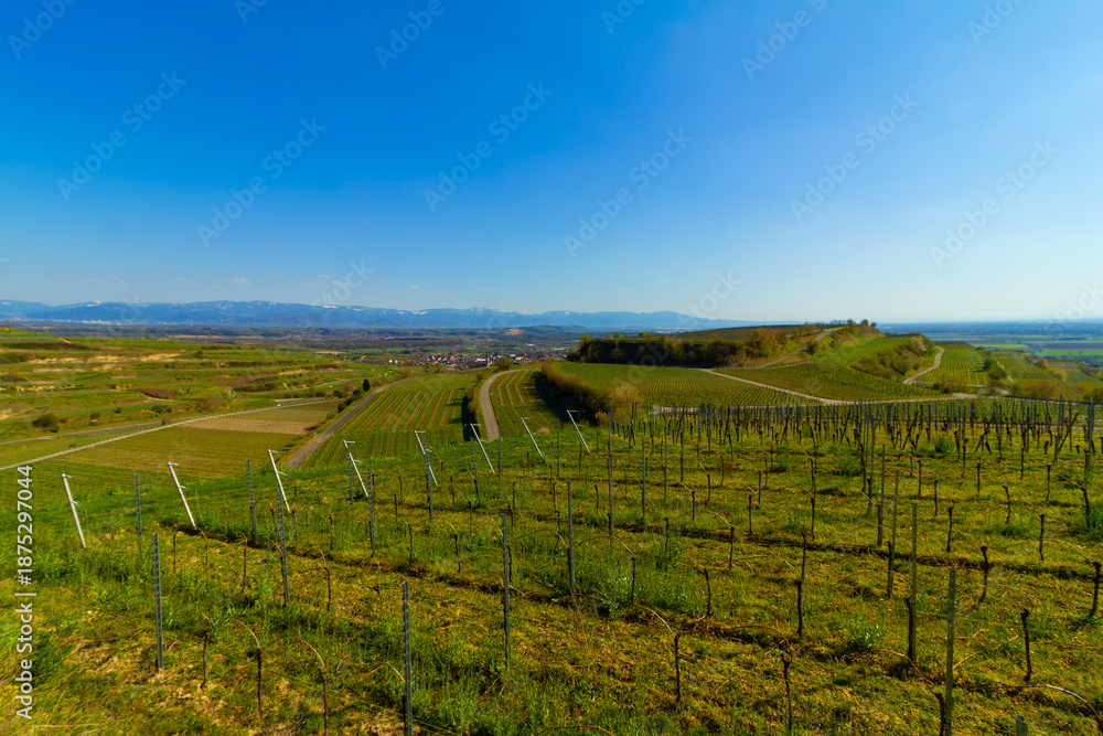 Obraz premium Weinberge Reben Winzer