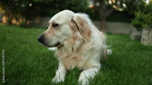 Dog licks itself while resting on grass in a backyard during a sunny day