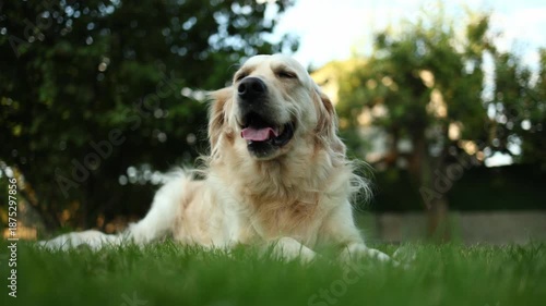 Golden retriever lying on grass in a sunny park during the afternoon, enjoying the outdoors and relaxing peacefully