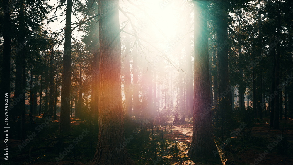 Fototapeta premium Soft sunlight dances through the towering trees, creating a serene and enchanting atmosphere in the heart of the forest. Natures beauty is reflected in the gentle light and lush greenery.