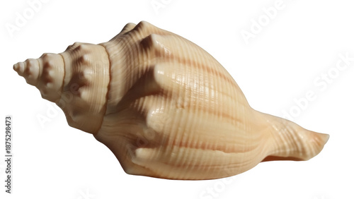 Elegant light brown sea shell isolated PNG, conch shell with ridges and bumps for nautical decor and summer vacation themes