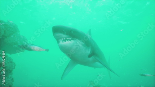 Beneath the calm surface of turquoise waters, a graceful shark swims near colorful coral. The creature displays its sharp teeth while exploring the rich underwater habitat.