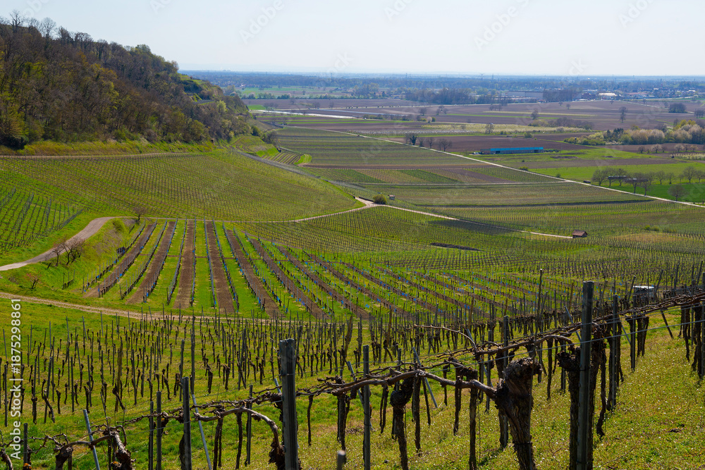 Fototapeta premium Weinberge Reben Winzer