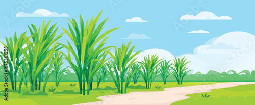  sugarcane field flat illustration
