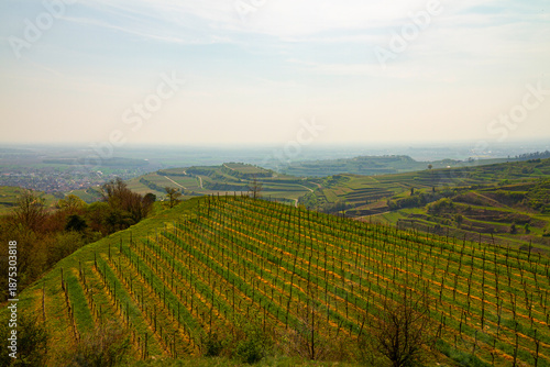 Wallpaper Mural Weinberge Reben Winzer Torontodigital.ca