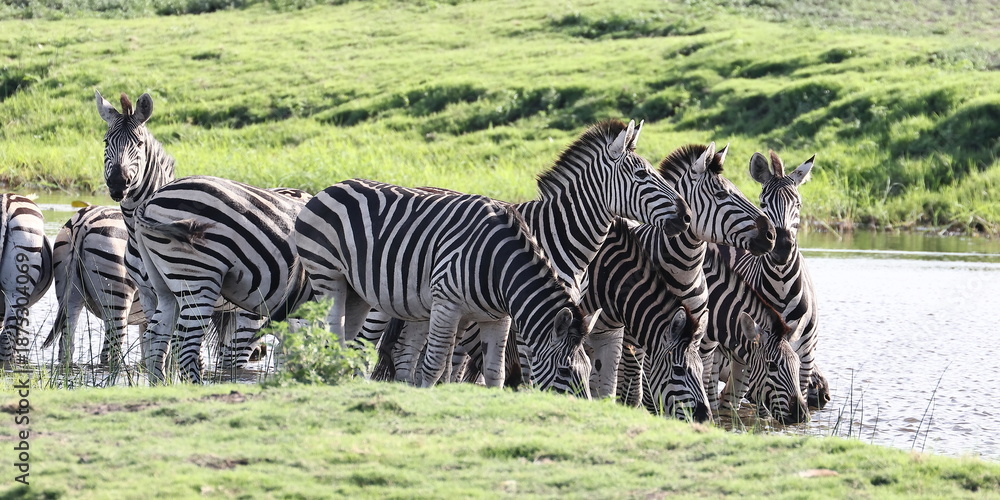Fototapeta premium Zebra Herde am Fluss