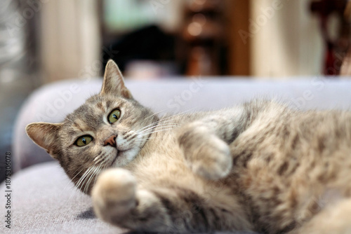 An adorable cat enjoying a good life