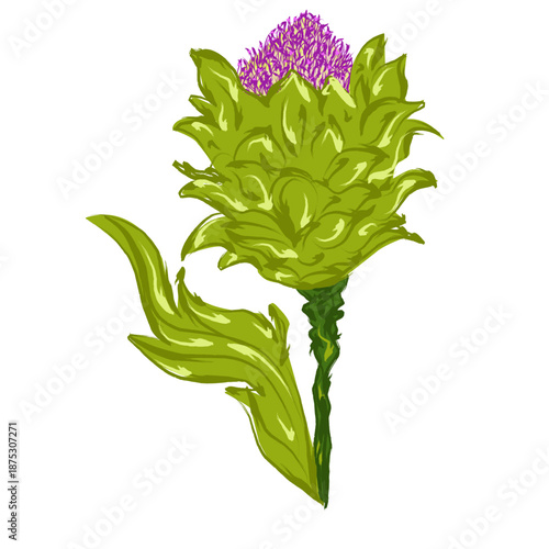 Vector illustration of artichoke flower