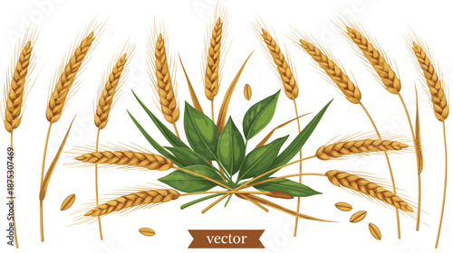 Golden wheat ears composition with green leaves and grains, agricultural harvest themed flat vector illustration design