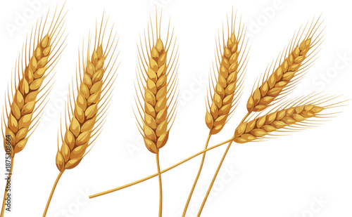 Golden wheat ears illustration set isolated on white background, realistic agricultural grain crop flat vector design