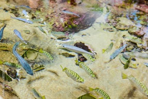 Marine fish and aquatic inhabitants