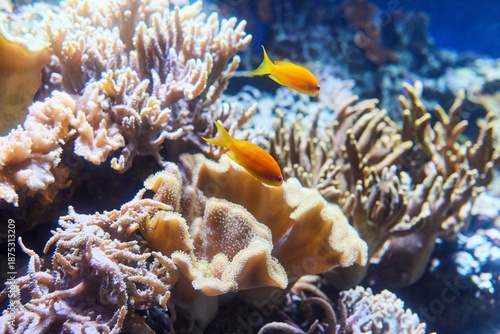 Imitation of a coral reef in an aquarium, corals and fish
