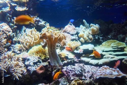 Imitation of a coral reef in an aquarium, corals and fish