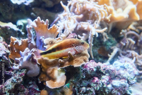 Imitation of a coral reef in an aquarium, corals and fish