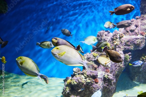 Imitation of a coral reef in an aquarium, corals and fish
