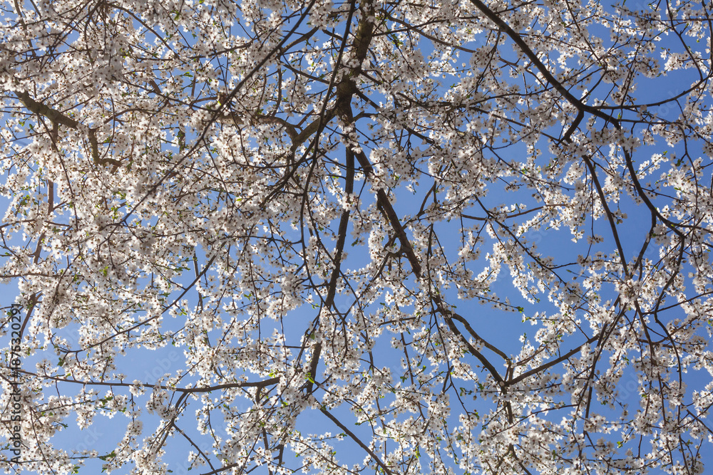 Obraz premium Weisse Kirschblüten auf Baumzweigen, Blauer Himmel, Deutschland