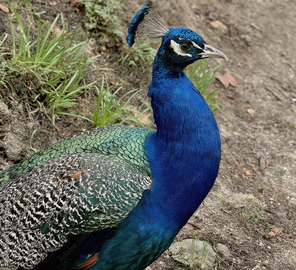 Fototapeta premium close up of peacock