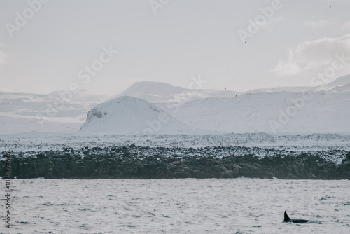 Orcas in Iceland in winter