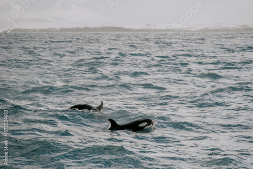 Orca in Iceland
