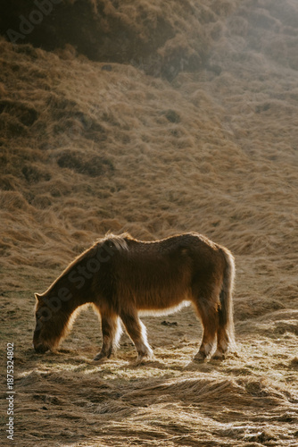 Icelandic Horse