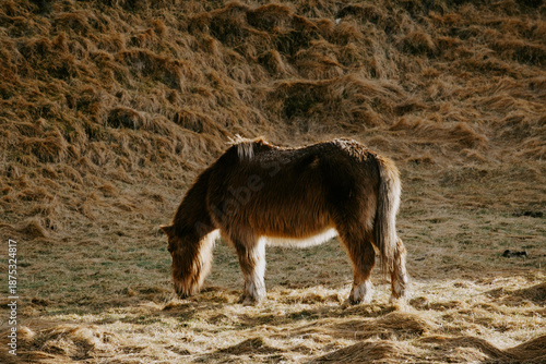 Icelandic Horse