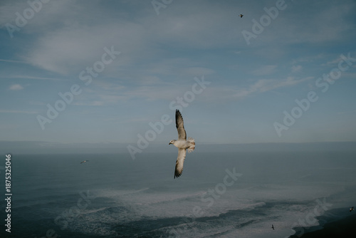 Seabird in Iceland