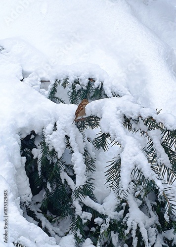 Pine tree branches covered with snow in the park on a winter day