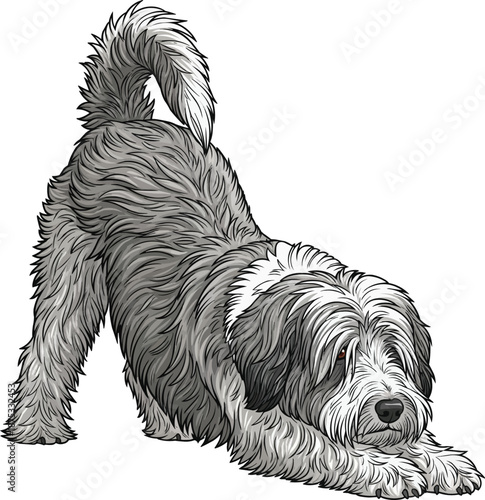 Polish Lowland Sheepdog stretching cute play bow playful pose