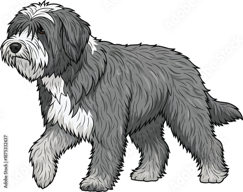 Polish Lowland Sheepdog walking relaxed movement side view