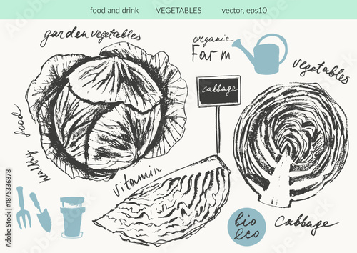 Hand drawn ink cabbage vegetable sketches set. Food drawings for labels and packaging.