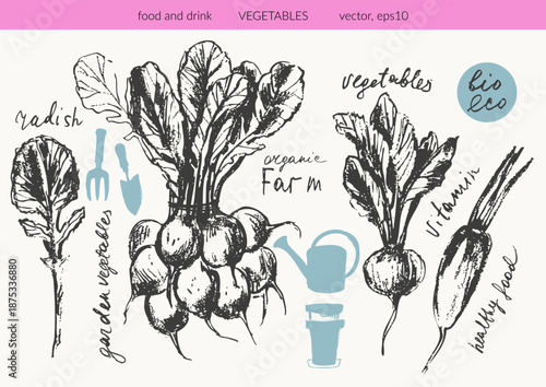 Hand drawn ink radish vegetable sketches set. Food drawings for labels and packaging.