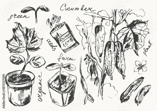 Hand drawn gardening set. Garden cucumber seedlings and plant, seed packs. Spring set for farming background