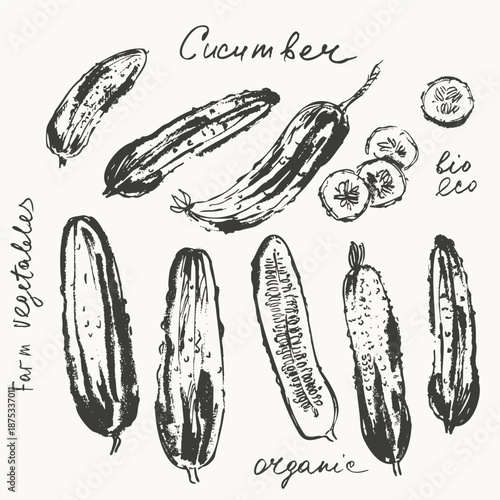 Hand drawn ink cucumber vegetable sketches set. Food drawings for labels and packaging.