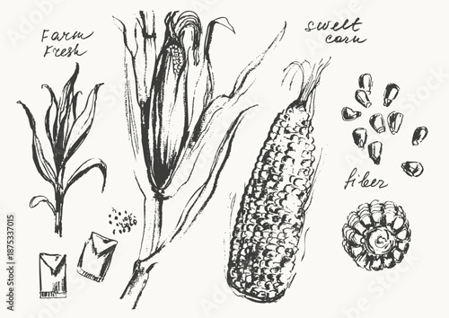 Hand drawn ink corn ear and grains. Vegetable sketches set. Food drawngs for labels and packaging.