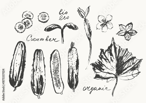 Hand drawn ink cucumber vegetable, flower, leaf sketches set. Food drawings for labels and packaging.