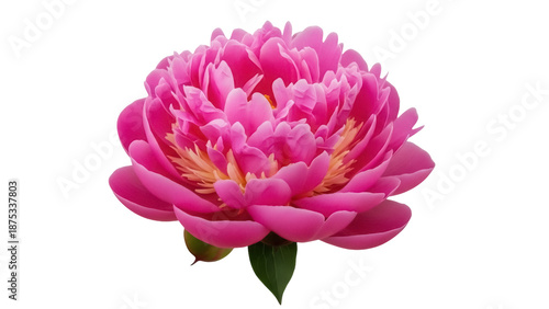 Beautiful pink peony flower isolated PNG on transparent background, romantic floral element for wedding invitations and greeting cards design