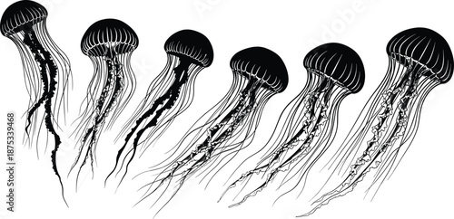 Set of vector jellyfish silhouette illustrations, black marine life animals swimming underwater, isolated on white background, ocean nature biology graphic design art.