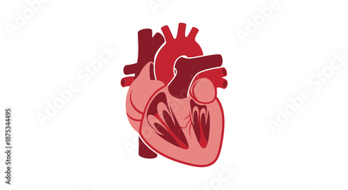 Anatomical illustration of a human heart showing its chambers and major blood vessels in shades of red.
