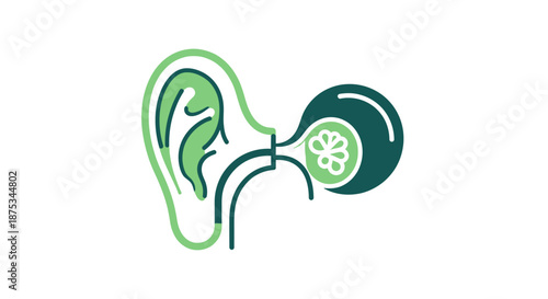 Stylized illustration of human ear anatomy showing external and internal structures in green.