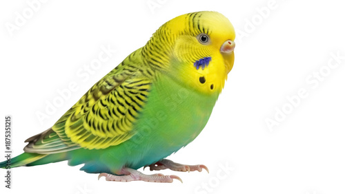 Φωτογραφία Vibrant green and yellow budgerigar PNG isolated on transparent background, smal