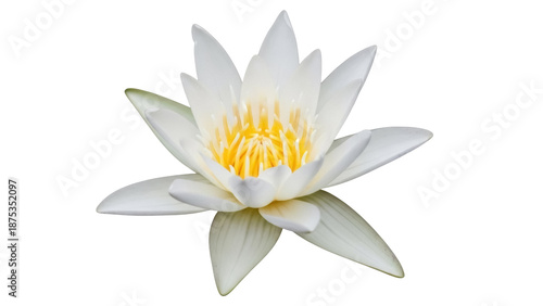 Cuadro en lienzo Elegant white water lily isolated PNG on transparent background, beautiful aquat
